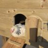 Kip in opening van Kippenhok Midi 8 met afsluitbaar luik en loopplank