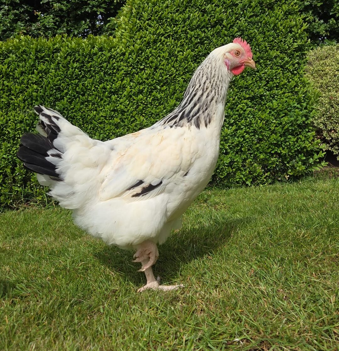 Sussex kip Columbia met wit verenkleed en zwarte halskraag bij De Meidoornhoeve