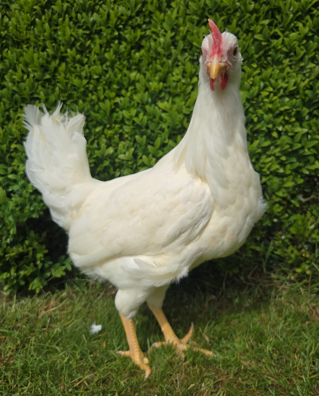 witte leghorn