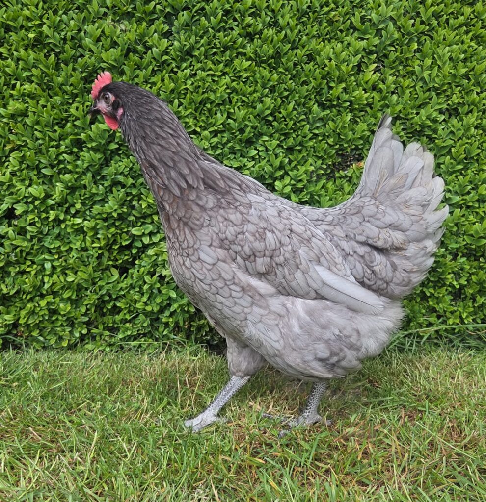 Bleu de Lande legkip met grijsblauw verenkleed bij De Meidoornhoeve