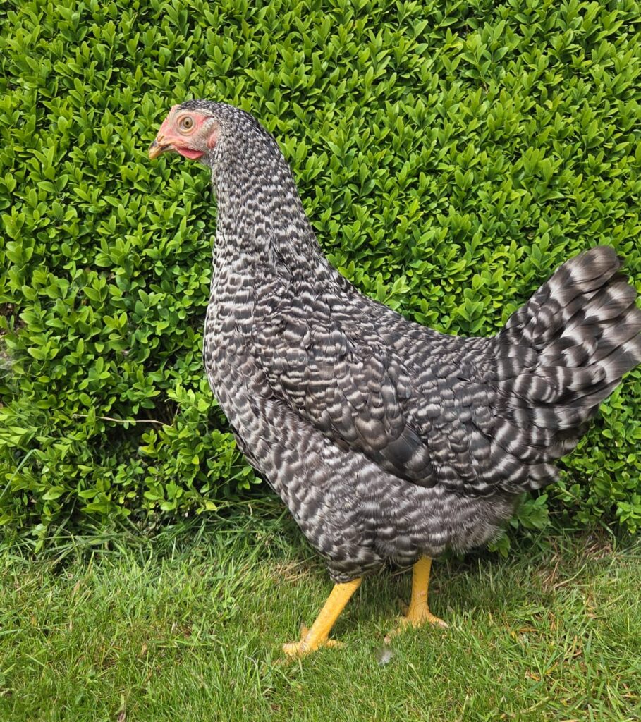 Cuckoo-colored laying hen with black-and-white striped plumage at De Meidoornhoeve